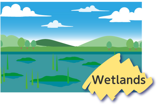 Illustration：Wetlands