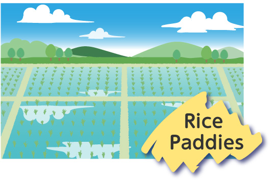 Illustration：Rice Paddies