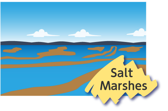 Illustration：Salt Marshes