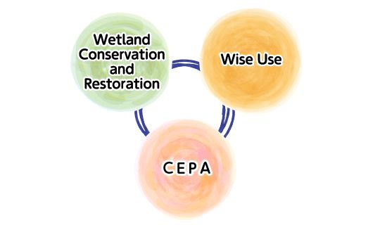 Wetland Conservation and Restoration, Wise Use, CEPA