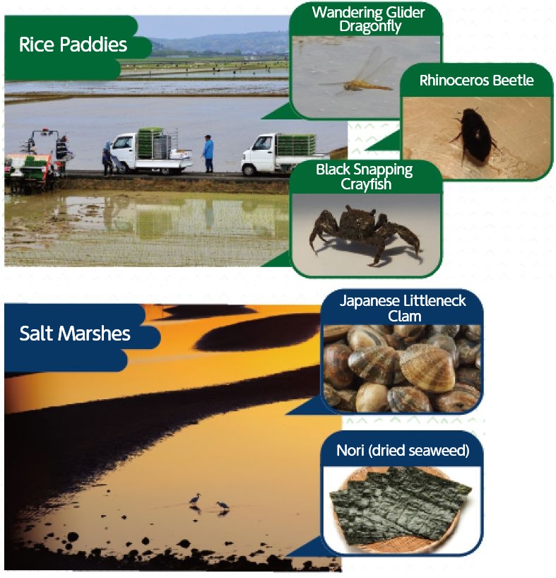 Rice Paddies(Wandering Glider Dragonfly,Rhinoceros Beetle,Black Snapping Crayfish),Salt Marshes(Japanese Littleneck Clam,Nori(dried seaweed))