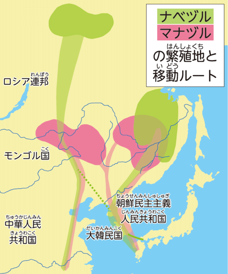 地図：ナベヅル・マナヅルの繁殖地と移動ルート