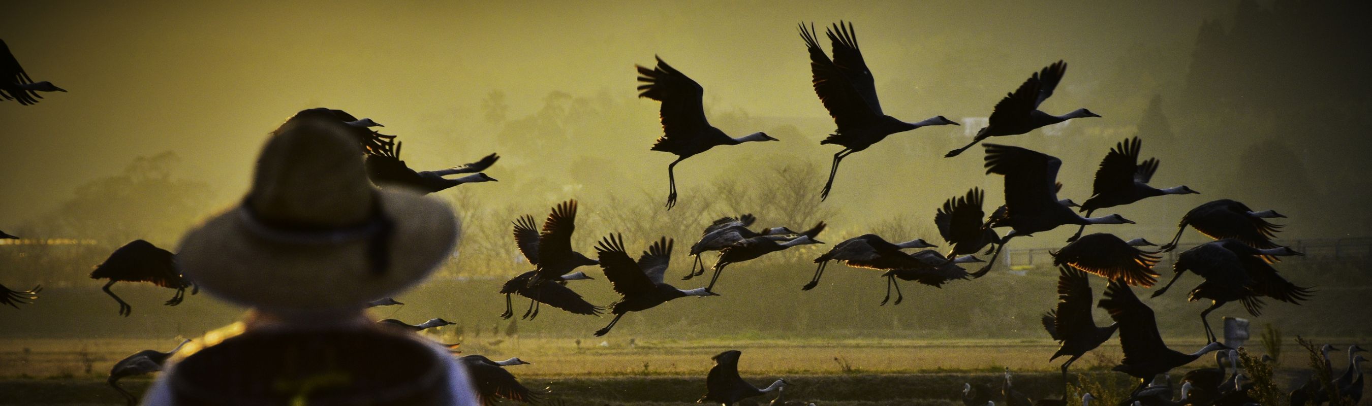 Image:Cranes